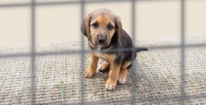 Adomány a gazdátlan kutyáknak